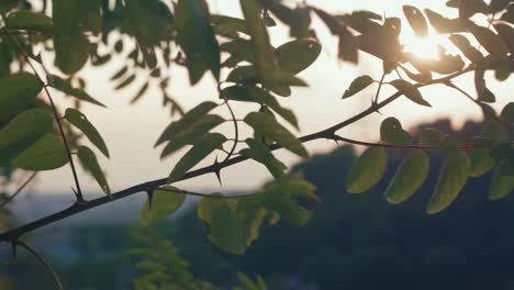 Der-Wind-Schüttelt-Bei-Sonnenuntergang-Die-Blätter-Des-Baumes