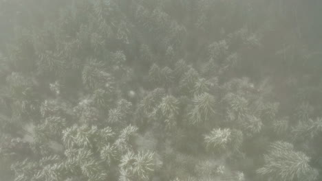 Top-down-aerial-shot-of-pine-trees-transitioning-from-winter-snow-to-summer-green