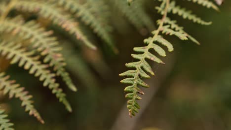 Close-Up-of-Fern-Leaf