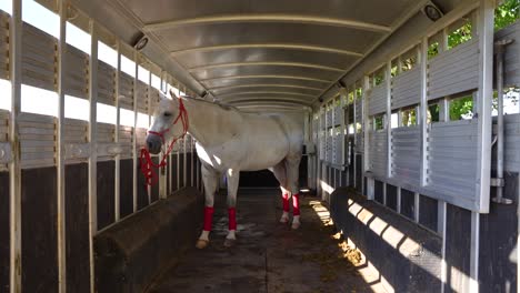 A-push-in-shot-of-a-beautiful-white-horse-in-it's-trailer
