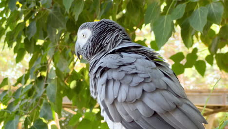 African-Grey-Parrot-puffing-up-his-feathers-while-standing-on-a-branch
