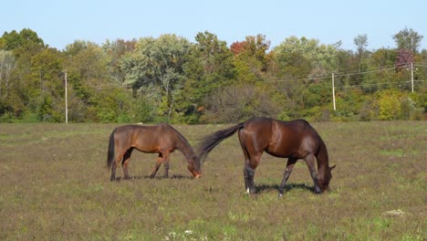 Two-horses-eating-under-the-hot-sun-in-the-field