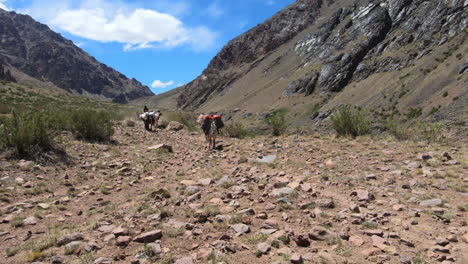 Maultiere-Mit-Gepäck-Für-Kletterer-Auf-Dem-Aconcagua,-Die-Das-Tal-Hinauflaufen