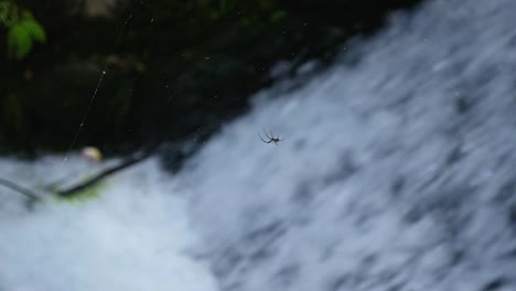 Spider-in-Web,-slow-motion-water-flowing-behind