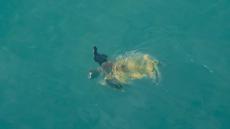 Flatback-Meeresschildkröte-Steigt-An-Die-Oberfläche,-Um-Am-Mission-Beach,-Queensland,-Australien-Zu-Atmen