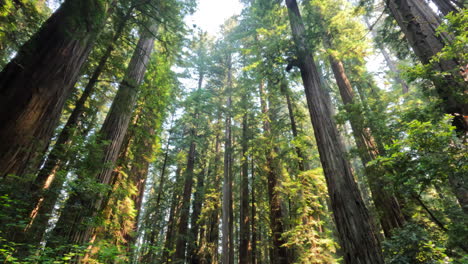 Wunderschöner-Grüner-Und-üppiger-Redwood-Wald