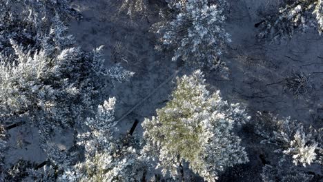 Beautiful-winter-Forest-in-Top-Down-Perspective-with-ambient-evening-light-coming-in-sideways