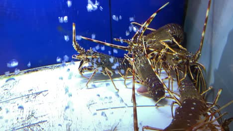 European-lobsters--in-aquarium-in-mercado-de-cascais