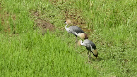 Mittlere-Nahaufnahme-Von-Zwei-Vögeln,-Die-In-Ruanda-In-Reispastetchen-Stehen