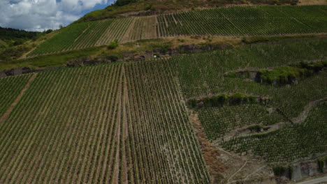 Flight-along-a-vineyard-while-the-camera-is-tilting-down