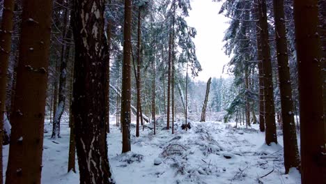 Erkundung-Der-Aufnahme-Eines-Verschneiten-Waldes-Im-Zwittauer-Gebirge,-Tschechische-Republik,-Europa