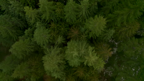 Descending-aerial-shot-over-a-diverse-group-of-pine-trees