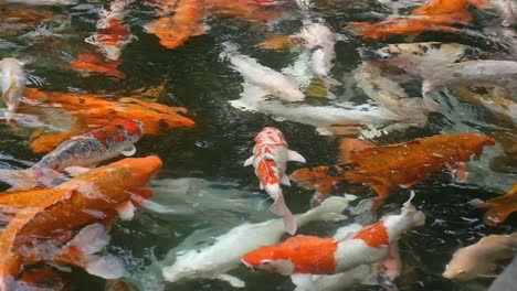 Slow-Motion-Close-Up-of-Koi-Fish-Swimming
