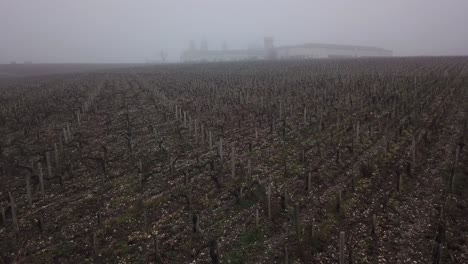 Bare-vines-on-winter-misty-day-with-Cos-d'Estournel-castle-in-background,-Bordeaux-in-France