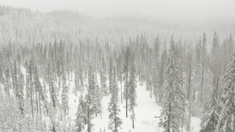Circling-aerial-shot-over-snowy-pine-forest-in-a-snow-storm