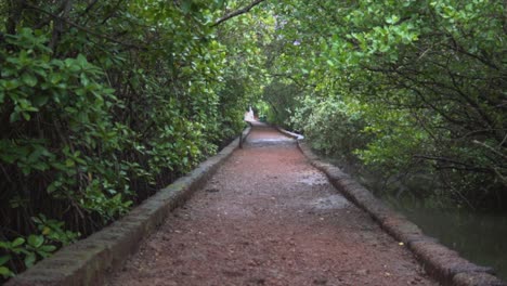 A-static-shot-of-an-empty-damp-sanctuary-park-walkway-surrounded-by-overgrown-mangrove-trees-and-vegetation-in-Goa,-India