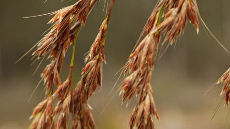 Slow-motion-close-up-of-flowering-grass