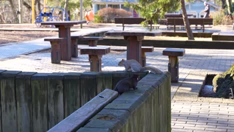 Two-squirrels-chilling-in-the-park