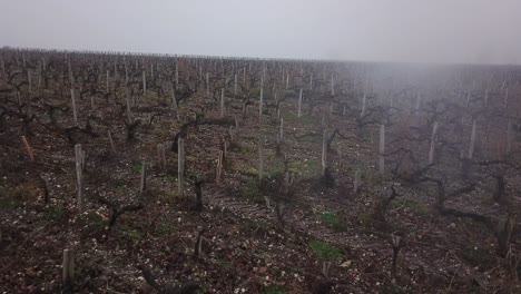 Drone-flying-low-over-vineyard-with-bare-vines-on-winter-misty-day,-Bordeaux-in-France