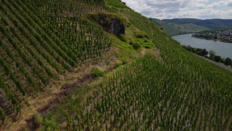 Flight-over-a-vineyard-next-to-lake-Moselle-while-the-camera-is-tilting-upwards