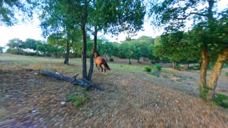 FPV-drone-view-chasing-horses-galloping-through-a-forest