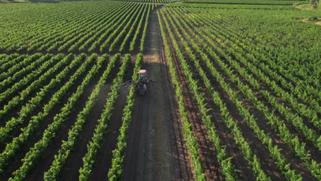 Through-aerial-drone-view,-we-can-see-landscape-of-French-vineyards-near-Montpellier,-Sète,-and-Côte-d'Azur,-as-well-as-the-alarming-effects-of-chemical-pollution-and-environmental-degradation