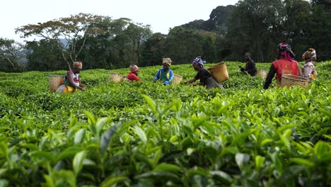 Afrikanische-Frauen-Auf-Teeplantagenfeldern-Ernten-Und-Arbeiten,-Ruanda