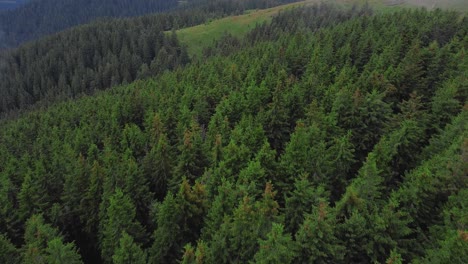 Backward-flying-tilt-up-drone-shot-of-a-coniferous-forest-in-the-mountains