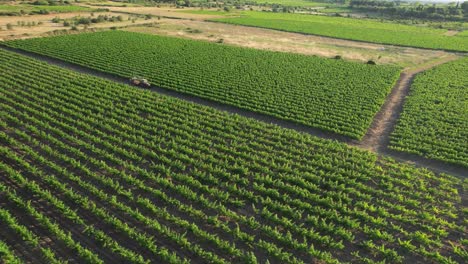 vineyards-near-Montpellier-show-the-shocking-reality-of-chemical-pollution-and-its-detrimental-effects-on-the-environment-and-human-health