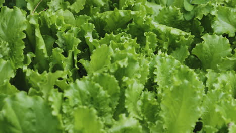 Close-up-of-an-organic,-crispy-coral-lettuce---perfect-for-a-healthy-salad