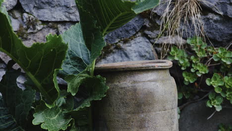 Moody-rustic-atmosphere---garden-clay-pot-overgrown-with-wild-kale-and-weeds