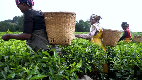 Teeblätter-Werden-Von-Afrikanischen-Frauen-Auf-Einer-Plantagenfarm-In-Ruanda-Geerntet