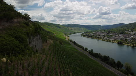 Flight-over-a-vineyard-next-to-lake-Moselle-while-the-camera-is-tilting-upward