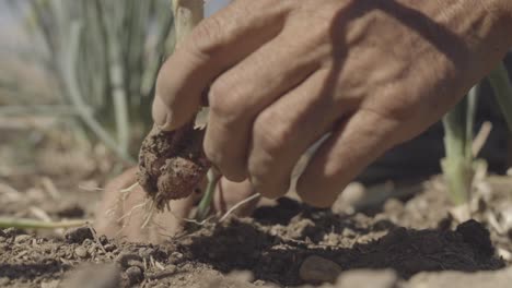 slow-motion-of-hands-sowing-in-the-field