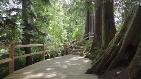 Wooden-bridge-in-the-forest