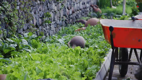 Garden-patch-with-lettuce,-old-amphoras-and-wheelbarrows-by-stone-wall