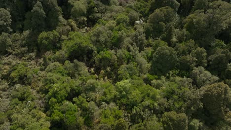 Native-green-forest-landscape-in-New-Zealand,-aerial