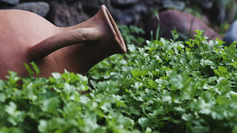 Old-Ceramic-Carafe-in-Garden-with-Fresh-Parsley-Growing,-Pan-left-Shot
