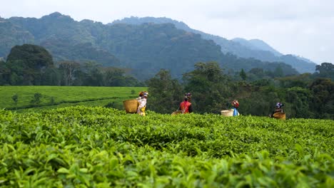 Mujeres-Cultivando-En-Hermosos-Paisajes-En-La-Plantación-De-Té-De-Ruanda,-áfrica
