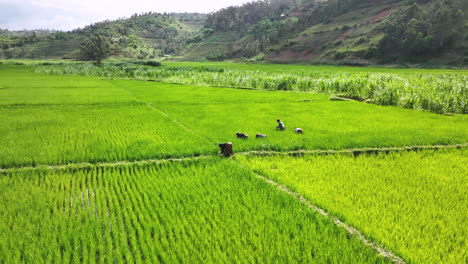 Drone-orbits-women-working-a-rice-patty-in-Rwanda
