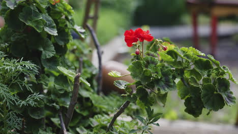Frühe-Rote-Geranienblüte,-Die-Bald-Im-Garten-Blüht,-Aus-Nächster-Nähe