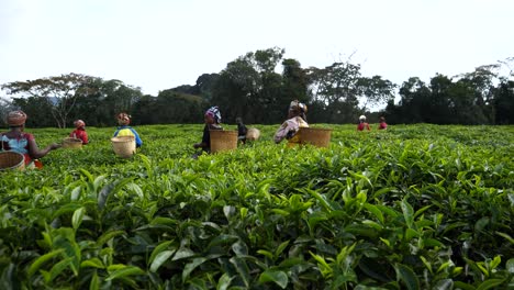 Frauen,-Die-Auf-Der-Teeplantage-In-Ruanda-Arbeiten-Und-Teeblätter-Ernten