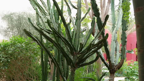 Hochkippen-Eines-Euphorbia-Kerzenleuchters-Im-Marokkanischen-Hausgarten