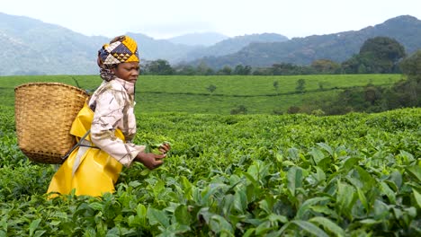 African-Woman-Harvesting-Cultivated-Tea-Leaves-on-Rwanda-Plantation
