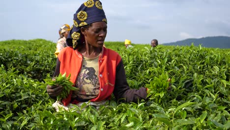 Mujer-Africana-Cosechando-Hojas-De-Té-En-La-Granja-De-Plantaciones-De-Ruanda,-áfrica