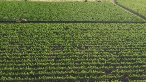 Stunning-aerial-drone-view-of-Tractor-spraying-pesticides-on-French-Vineyards