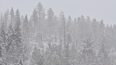 A-Close-Up-View-of-Spruce-Trees-in-a-snow-storm-with-heavy-snowfall