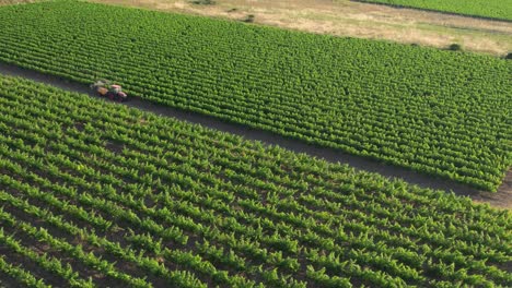 Aerial-View-of-Tractor-Spraying-Pesticides-on-Grapes-in-Vineyard,-Countryside-of-France,-Drone-Shot