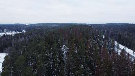 Coniferous-forest-on-a-dark-overcast-day-in-aerial-view