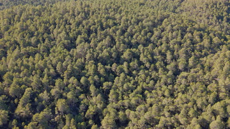 Aerial-view-of-autochthonous-pine-forest-in-the-Mediterranean-mountains,-Spain